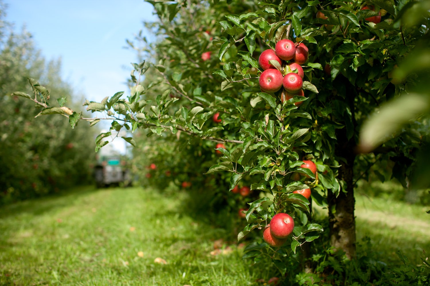 Fruits